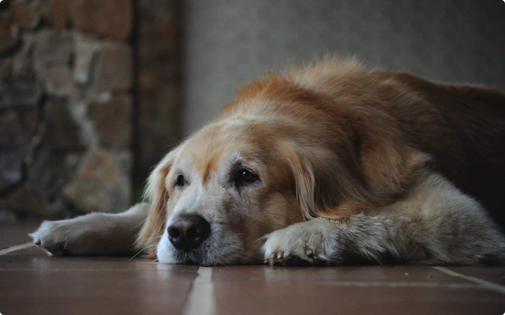 Keeping Your Senior Dog Warm