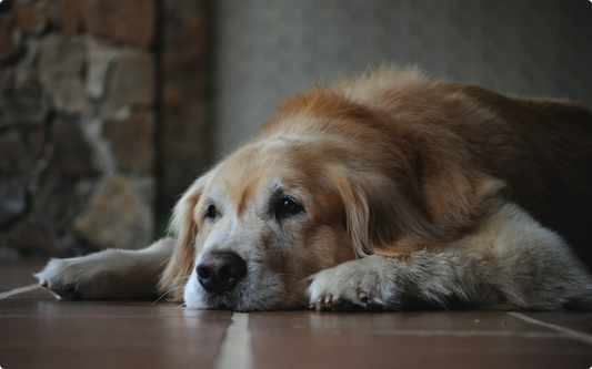 Keeping Your Senior Dog Warm