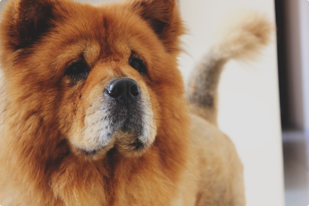 Protecting Senior Dogs' Sensitive Skin
