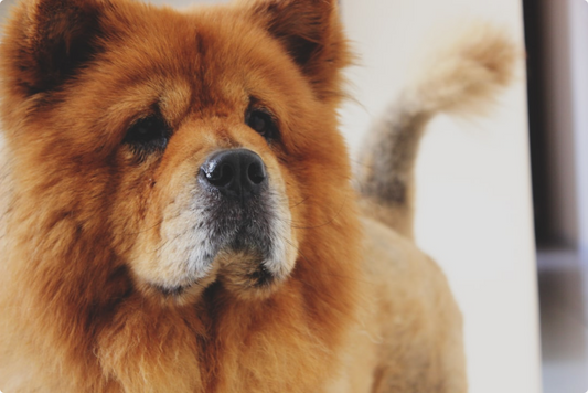 Protecting Senior Dogs' Sensitive Skin
