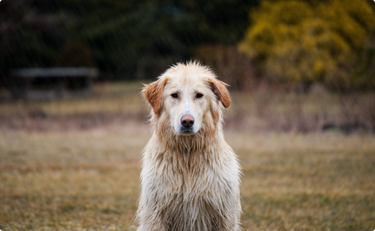 Waterproof Apparel for Senior Dogs