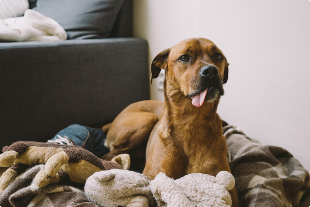 Supporting Your Aging Dog’s Joints