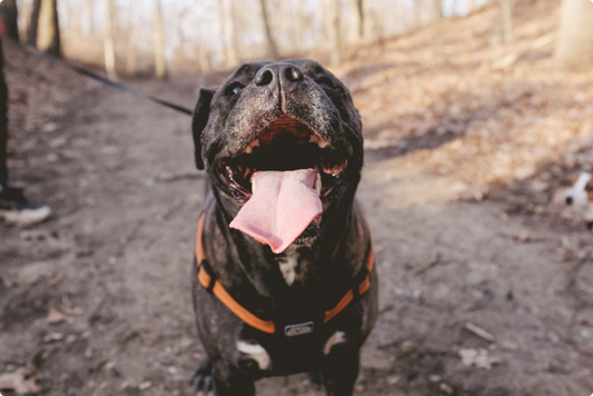 Nighttime Safety for Senior Dogs