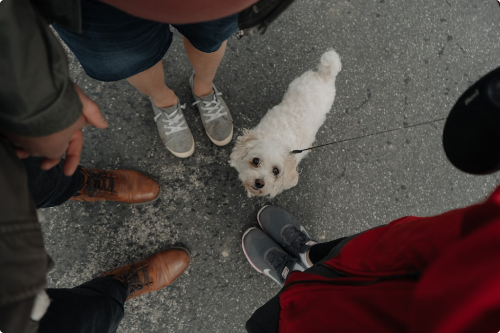 Improving Mobility for Senior Dogs