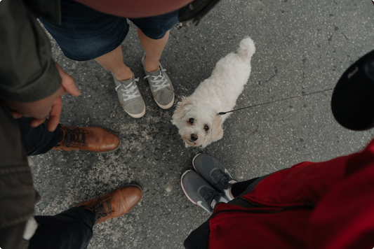Improving Mobility for Senior Dogs