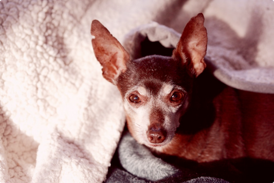 Managing Incontinence in Senior Dogs